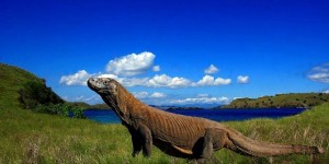 Lima Hal yang Harus Diperhatikan Sebelum ke Pulau Komodo